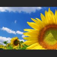 1280x960-ws_Great_sunflower_1280x1024.jpg