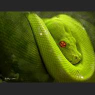 1400x1050-Green_Snake.jpg