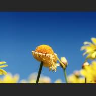 1600x1200-Faded_Flower_1600.jpg