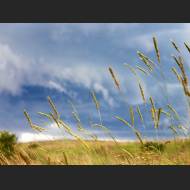 1600x1200-Grass_Rainstorm_1600.jpg