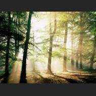 1600x1200-Mystical%20Morning.jpg