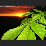 1600x1200-Sunset_Leaves_1600.jpg