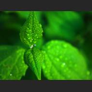 1600x1200-digo.ws_green_wallpapers_0001.jpg