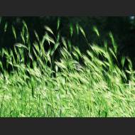 1920x1440-vplants12_012.jpg