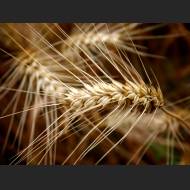 1920x1440-vplants12_023.jpg