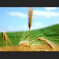 1920x1440-vplants12_026.jpg